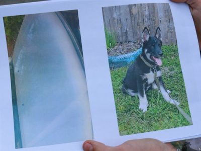 Щенок Берта. Фото: иtv2.today