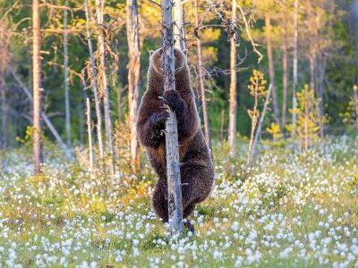 Медведь прячется за деревом. Фото: prosvetlenie.org Медведь прячется за деревом. Фото: prosvetlenie.org