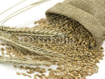 Мешок с зерном; закон о колосках. Иллюстрация: inpress.ua Мешок с зерном; закон о колосках. Иллюстрация: inpress.ua