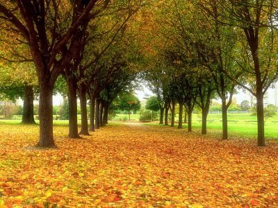 Осень. Фото: artfile.me Осень. Фото: artfile.me