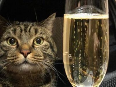 Кот Виктор. Фото: facebook.com/mikhail.galin.7 Кот Виктор. Фото: facebook.com/mikhail.galin.7