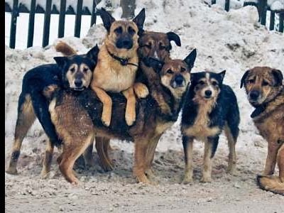 Бешеные собаки. Фото: ВКонтакте