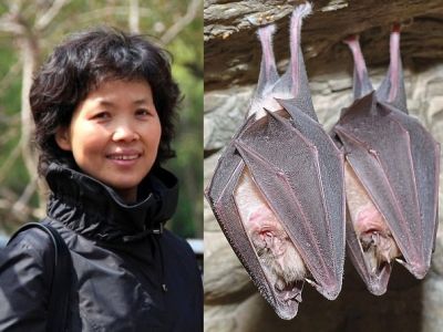 Вирусолог Ши Чжэнли и летучие мыши. Фото: dailymail.co.uk, mirror.co.uk Вирусолог Ши Чжэнли и летучие мыши. Фото: dailymail.co.uk, mirror.co.uk