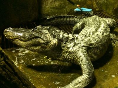 Аллигатор Сатурн. Фото: moscowzoo.ru Аллигатор Сатурн. Фото: moscowzoo.ru