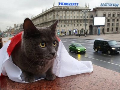 Минск, осень, кот. Фото: tut.by Минск, осень, кот. Фото: tut.by