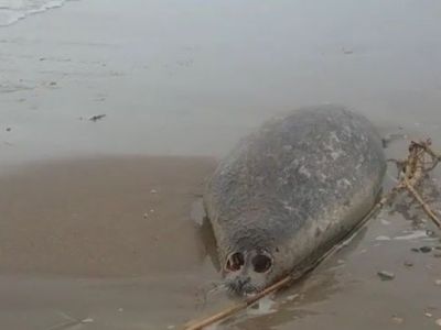 Мертвые нерпы в Дагестане. Фото: Зиявдин Никомагомедов / Instagram Мертвые нерпы в Дагестане. Фото: Зиявдин Никомагомедов / Instagram