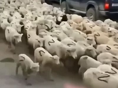 Бараны Z Бараны Z