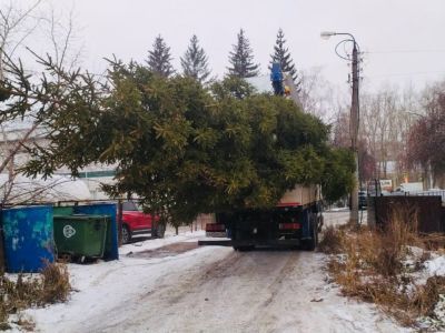 Украли ёлку. Фото: Екатерина Пиф, Каспаров.Ru Украли ёлку. Фото: Екатерина Пиф, Каспаров.Ru